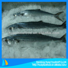 frozen Japanese horse mackerel